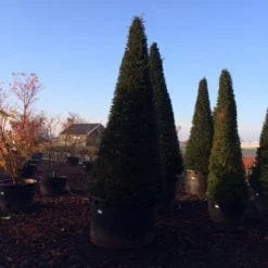 Taxus Als Kegel (Taxus Baccata) -Aanbiedingen Tuin Verrassing Winkel taxus baccata kegel 300 350 c1000 inkoop 875