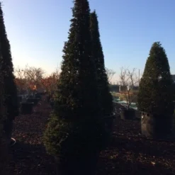 Taxus Als Kegel (Taxus Baccata) -Aanbiedingen Tuin Verrassing Winkel taxus baccata kegel 300 c285 inkoop 475