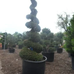 Taxus Als Spiraal (Taxus Baccata) -Aanbiedingen Tuin Verrassing Winkel taxus baccata spiraal 350 400 c750