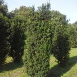 Taxus (Taxus Media 'Hicksii') -Aanbiedingen Tuin Verrassing Winkel taxus hicksii 200 225 1