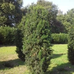 Taxus (Taxus Media 'Hicksii') -Aanbiedingen Tuin Verrassing Winkel taxus hicksii 275 300