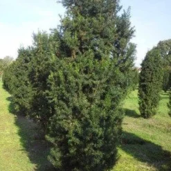 Taxus (Taxus Media 'Hicksii') -Aanbiedingen Tuin Verrassing Winkel taxus hicksii 275 300 1