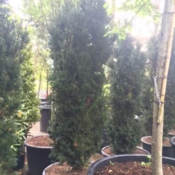 Taxus (Taxus Media 'Hicksii') -Aanbiedingen Tuin Verrassing Winkel taxus hicksii 2