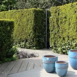 Taxus (Taxus Media 'Hicksii') -Aanbiedingen Tuin Verrassing Winkel taxus media hicksii