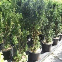 Taxus (Taxus Media 'Hicksii') -Aanbiedingen Tuin Verrassing Winkel taxus media hicksii 120 140 c35