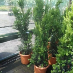 Taxus (Taxus Media 'Hicksii') -Aanbiedingen Tuin Verrassing Winkel taxus media hicksii 60 80 100 c7 10