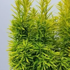 Gele Venijnboom (Taxus Baccata 'David') -Aanbiedingen Tuin Verrassing Winkel taxusdavid02