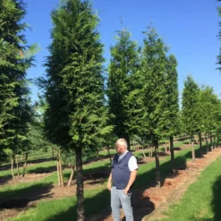 Haagconifeer Op Stam (Thuja Plicata 'Excelsa') -Aanbiedingen Tuin Verrassing Winkel thuja 3035 2