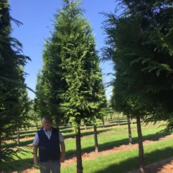 Haagconifeer Op Stam (Thuja Plicata 'Excelsa') -Aanbiedingen Tuin Verrassing Winkel thuja 3540 1