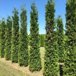 Grote Groene Haagconifeer (Thuja Occidentalis 'Brabant') -Aanbiedingen Tuin Verrassing Winkel thuja brabant 350400