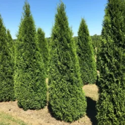 Grote Westerse Levensboom (Thuja Occidentalis 'Smaragd') -Aanbiedingen Tuin Verrassing Winkel thuja occ smaragd 200250 2