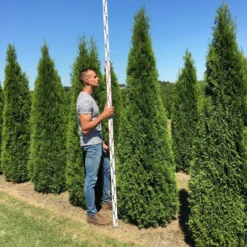 Grote Westerse Levensboom (Thuja Occidentalis 'Smaragd') -Aanbiedingen Tuin Verrassing Winkel thuja occ smaragd 250300