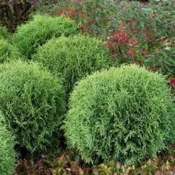 Levensboom (Thuja Occidentalis 'Little Giant') -Aanbiedingen Tuin Verrassing Winkel thuja occidentalis little giant 1