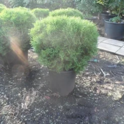 Thuja (Thuja Occidentalis 'Tiny Tim') -Aanbiedingen Tuin Verrassing Winkel thuja occidentalis tiny tim 50 60 80 c25 1