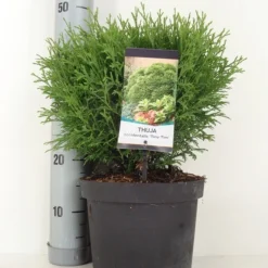 Thuja (Thuja Occidentalis 'Tiny Tim') 9 Thuja (Thuja Occidentalis 'Tiny Tim') -Aanbiedingen Tuin Verrassing Winkel thuja occidentalis tiny tim zomer c5 m