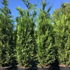 Grote Levensboom (Thuja Plicata 'Atrovirens') -Aanbiedingen Tuin Verrassing Winkel thuja pl. atrovirens h225250cm