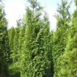 Levensboom (Thuja Plicata 'Atrovirens') -Aanbiedingen Tuin Verrassing Winkel thuja pl atrovirens 300