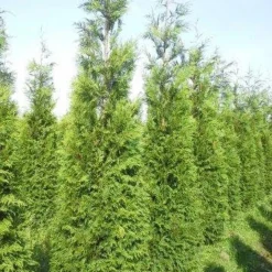 Levensboom (Thuja Plicata 'Atrovirens') -Aanbiedingen Tuin Verrassing Winkel thuja pl atrovirens 300 350 1
