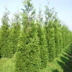 Levensboom (Thuja Plicata 'Martin') -Aanbiedingen Tuin Verrassing Winkel thuja pl martin 300 350