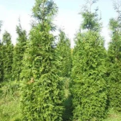 Levensboom (Thuja Plicata 'Martin') -Aanbiedingen Tuin Verrassing Winkel thuja pl martin 300 350 1