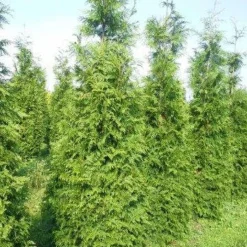 Levensboom (Thuja Plicata 'Martin') -Aanbiedingen Tuin Verrassing Winkel thuja pl martin 300 350 2