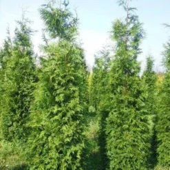 Levensboom (Thuja Plicata 'Martin') -Aanbiedingen Tuin Verrassing Winkel thuja pl martin 300 350 3