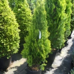 Levensboom (Thuja Orientalis 'Pyramidalis Aurea') -Aanbiedingen Tuin Verrassing Winkel thuja platycladus orientalis pyramidalis aurea 125 150 1