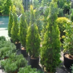 Levensboom (Thuja Orientalis 'Pyramidalis Aurea') 9 Levensboom (Thuja Orientalis 'Pyramidalis Aurea') -Aanbiedingen Tuin Verrassing Winkel thuja platycladus orientalis pyramidalis aurea 150 175