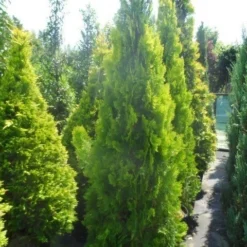 Levensboom (Thuja Orientalis 'Pyramidalis Aurea') -Aanbiedingen Tuin Verrassing Winkel thuja platycladus orientalis pyramidalis aurea 175 200 250 1