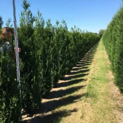 Grote Levensboom (Thuja Plicata 'Atrovirens') -Aanbiedingen Tuin Verrassing Winkel thuja plic atrovirens 200250