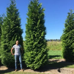 Grote Levensboom (Thuja Plicata 'Atrovirens') -Aanbiedingen Tuin Verrassing Winkel thuja plic atrovirens 600700