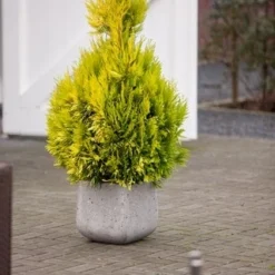 Levensboom (Thuja Plicata '4ever Goldy') -Aanbiedingen Tuin Verrassing Winkel thuja plicata 4ever goldy pbr 1