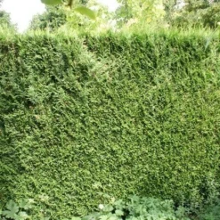 Levensboom (Thuja Plicata 'Atrovirens') -Aanbiedingen Tuin Verrassing Winkel thuja plicatum atrovirens 1