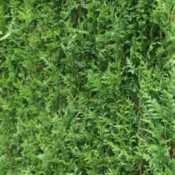 Levensboom (Thuja Plicata 'Atrovirens') -Aanbiedingen Tuin Verrassing Winkel thuja plicatum atrovirens 2