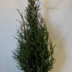 Levensboom (Thuja Plicata 'Atrovirens') -Aanbiedingen Tuin Verrassing Winkel thujapatrovirens100 125