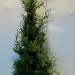 Reuzenlevensboom (Thuja Plicata 'Excelsa') -Aanbiedingen Tuin Verrassing Winkel thujapexcelsa125 150