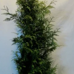 Reuzenlevensboom (Thuja Plicata 'Excelsa') -Aanbiedingen Tuin Verrassing Winkel thujapexcelsa150 175