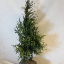 Levensboom (Thuja Plicata 'Martin') -Aanbiedingen Tuin Verrassing Winkel thujapmartin060 080