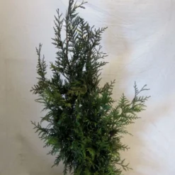 Levensboom (Thuja Plicata 'Martin') -Aanbiedingen Tuin Verrassing Winkel thujapmartin080 100
