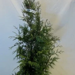 Levensboom (Thuja Plicata 'Martin') -Aanbiedingen Tuin Verrassing Winkel thujapmartin100 125