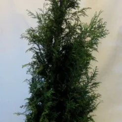 Levensboom (Thuja Plicata 'Martin') -Aanbiedingen Tuin Verrassing Winkel thujapmartin150 175