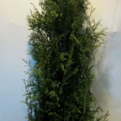 Levensboom (Thuja Plicata 'Martin') -Aanbiedingen Tuin Verrassing Winkel thujapmartin175 200