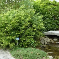 Thujopsis (Thujopsis Dolabrata) -Aanbiedingen Tuin Verrassing Winkel thujopsis dolabrata