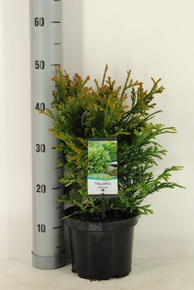 Thujopsis (Thujopsis Dolabrata) 4 Thujopsis (Thujopsis Dolabrata) - Afbeelding 4