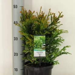 Thujopsis (Thujopsis Dolabrata) -Aanbiedingen Tuin Verrassing Winkel thujopsis dolobrata winter c3 m