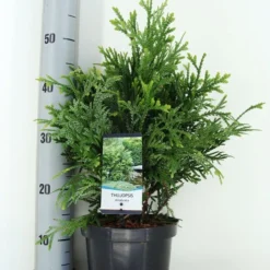 Thujopsis (Thujopsis Dolabrata) -Aanbiedingen Tuin Verrassing Winkel thujopsis dolobrata zomer c3 m