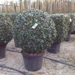 Toscaanse Jasmijn, Bolvorm (Trachelospermum Jasminoides ) -Aanbiedingen Tuin Verrassing Winkel trachelospbolvorm01