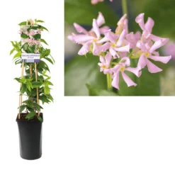 Roze Toscaanse Jasmijn (Trachelospermum 'Pink Air') -Aanbiedingen Tuin Verrassing Winkel trachelospermum pink air light01