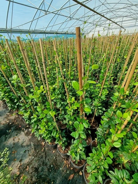 Toscaanse Jasmijn (Trachelospermum Jasminoides 'Winter Ruby') 1 Toscaanse Jasmijn (Trachelospermum Jasminoides 'Winter Ruby')