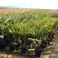 Winterharde Palm Meerstammig (Trachycarpus Fortunei) -Aanbiedingen Tuin Verrassing Winkel trachycarpus fortunei